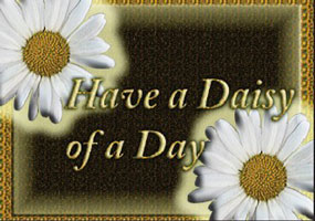 daisy postcard